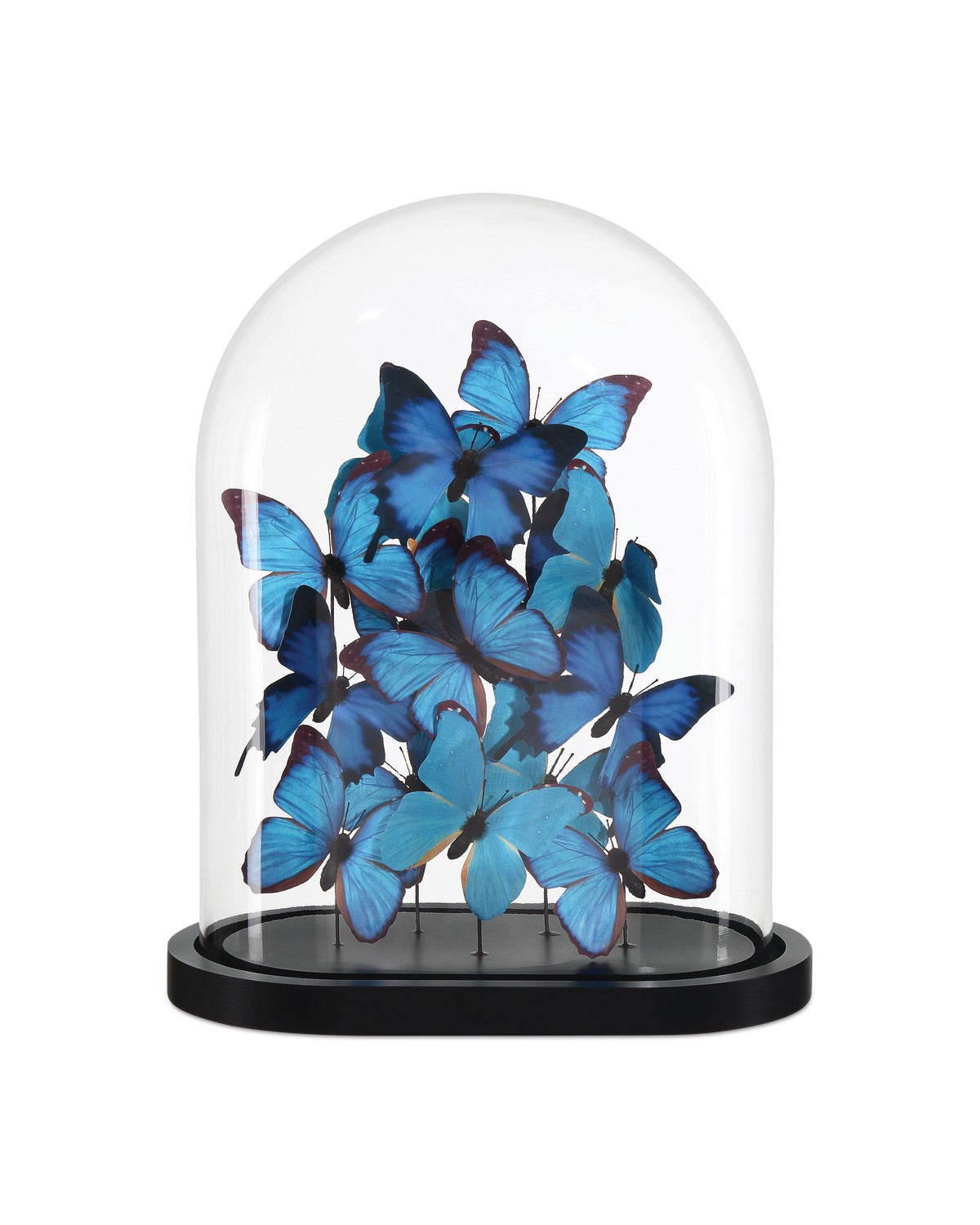 Butterfly Life USA 蝶々　キャンバスF4号 Montgomerys Lighting